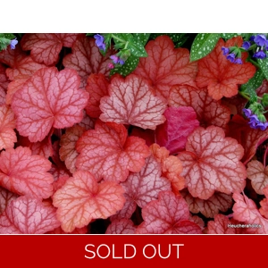 Heuchera 'Georgia Peach'